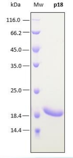 SDS-PAGE analysis (17%) of 2 μL of recombinant p18. Purity is > 98% as determined by gel electrophoresis.
